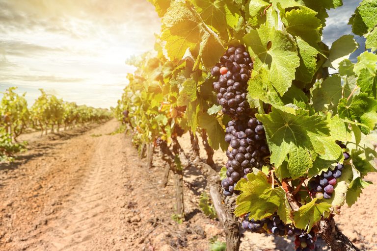 Verde Valley Vineyards scaled